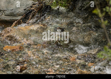 Einzelne weiße Throated Pendelarm (Cinclus cinclus) stand auf einem Felsen in der Mitte von einem Fluss und suchen Futter Stockfoto