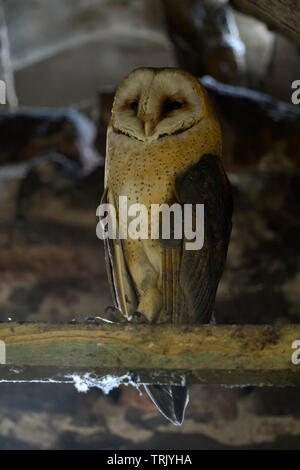 Barn Owl/Schleiereule (Tyto alba), Erwachsener, ruhenden über Tag in der holzbinder einer alten Scheune, Wildlife, Europa. Stockfoto