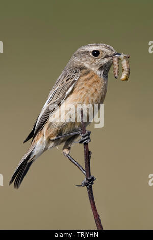 Europäische Schwarzkehlchen/Schwarzkehlchen (Saxicola torquata), weiblich, auf einem Zweig sitzend, holding Beute (Maden) im Schnabel, Wildlife, Europa. Stockfoto