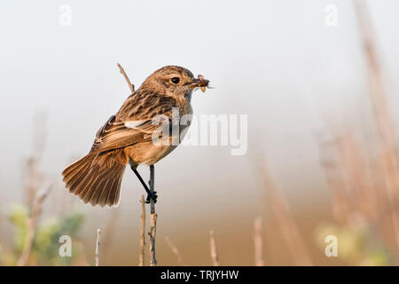 Europäische Schwarzkehlchen/Schwarzkehlchen (Saxicola torquata), weiblich, auf einem Zweig, Zweig, thront, holding Beute im Schnabel, typische Umgebung, wildl Stockfoto