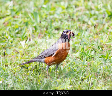 Eine amerikanische Robin, Turdus migratorius, stehend auf dem Gras mit einem Wurm dangling aus dem Schnabel Stockfoto