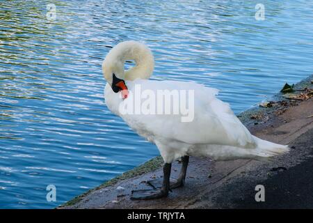 London, Großbritannien - 6. Juni 2019: White Swan preens vom Wasser. Stockfoto