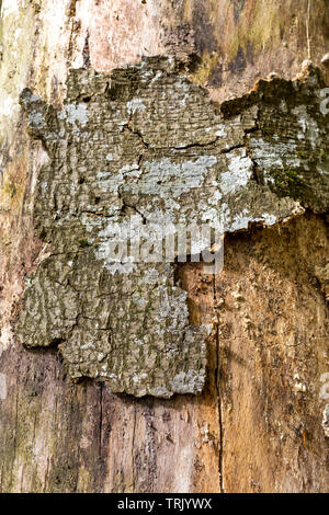 Beschädigte Baum Rinde der Buche Stockfoto