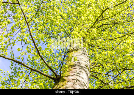 Krone der Buche im Frühjahr von unten gesehen Stockfoto