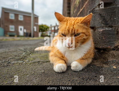 Domestizierte Katze Festlegung niedriger an einer Straßenecke in Nevsehir, Northumberland. Stockfoto