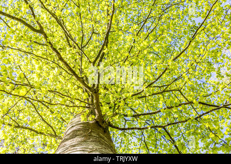 Krone der Buche im Frühjahr von unten gesehen Stockfoto