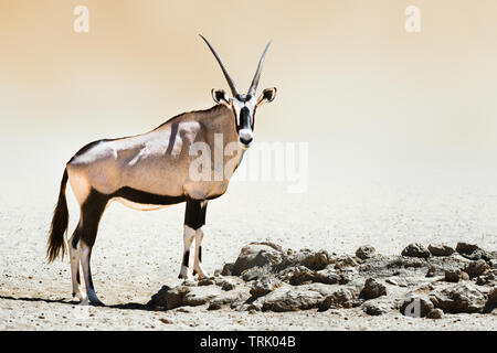 Oryx Portrait in der Wüste und steht stolz. Oryx gazella Stockfoto