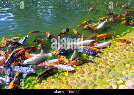 Nahaufnahme der Schwarm von Koi in Hasselt, der Japanische Garten im Sommer Stockfoto