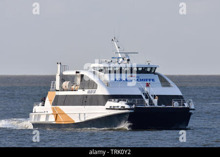 Adler Katze kommt in Cuxhaven von der Insel Sylt Stockfoto