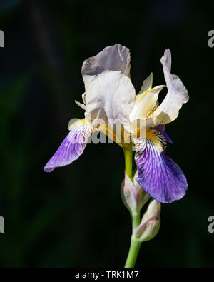 Eine Sonne leuchtet blau und weißen bärtigen Iris Blume im Garten mit einem dunklen Schatten Hintergrund Stockfoto
