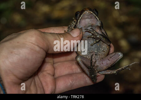 Eine herpetologis untersucht eine Rhaebo guttatus, aus dem Amazonas Dschungel. Stockfoto