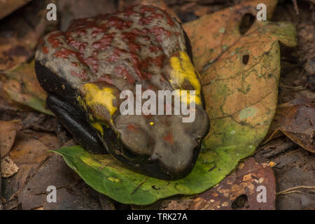 Der glattseitigen Kröte (Rhaebo guttatus) Freigabe einer giftigen Substanz aus dem parotoid Drüsen. Ein starkes Nervengift, dass es gefährlich ist, wenn sie eingenommen werden. Stockfoto