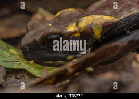 Der glattseitigen Kröte (Rhaebo guttatus) Freigabe einer giftigen Substanz aus dem parotoid Drüsen. Ein starkes Nervengift, dass es gefährlich ist, wenn sie eingenommen werden. Stockfoto