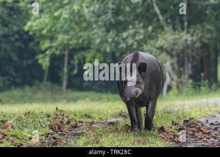 South American Tapir (Tapirus terrestris) aus dem Amazonas Dschungel in Ecuador. In Yasuni Nationalpark fotografiert. Stockfoto