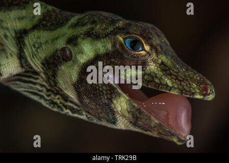 Gebänderte Baum (Anole Anolis Transversalis) aus Ecuador und im Amazonasbecken in Yasuni Nationalpark. Stockfoto