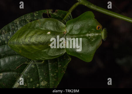 Eine weibliche hooded Mantis (Choeradodis stalii) aus dem Amazonas Regenwald Ecuadors Yasuni Nationalpark. Stockfoto