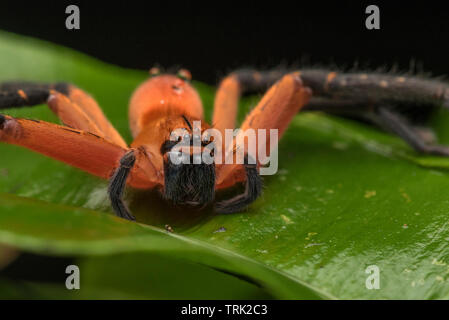 Eine bunte Spinne aus dem Regenwald des Amazonas, vielleicht eine Fuchsjagd Sadala oder Arten. Stockfoto