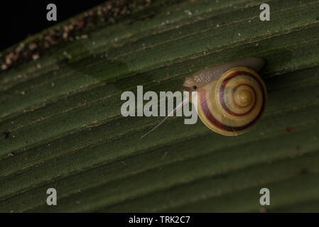 Eine kleine Schnecke, die über die Unterseite eines Blattes im ecuadorianischen Regenwald im Amazonasbecken. Stockfoto