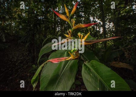 Heliconia Blüte im ecuadorianischen Regenwald des Amazonas, speziell im Dschungel bei Yasuni Nationalpark. Stockfoto