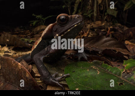 Ein Jugendlicher beschmutzte Kröte (Rhaebo guttatus) von Yasuni National Park im ecuadorianischen Amazonasgebiet. Stockfoto