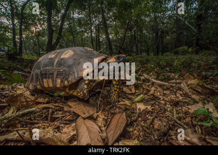 Gelb-footed Schildkröte (Chelonoidis denticulata) eine bedrohte Art der Schildkröte aus der Neotropis in Südamerika. Stockfoto