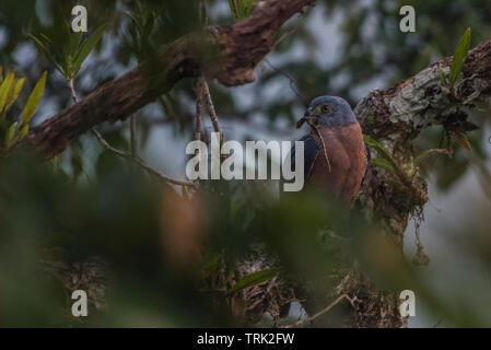 Doppelklicken Zahnriemen Kite (Harpagus bidentatus) mit seiner Beute im Schnabel. Es ist Essen ein anole Eidechse in die Baumkronen des Regenwaldes. Stockfoto