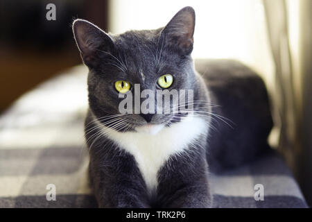 Eine graue Katze mit wunderschönen grünen Augen und ein weißer Fleck auf der Stirn liegt auf einem karierten Plaid und sieht ausdrücklich Stockfoto