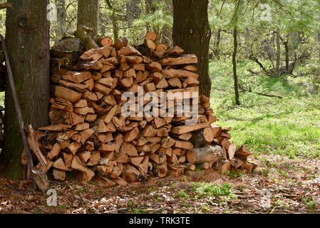 Split Holz, zwischen den Stämmen von zwei Bäumen zu trocknen außerhalb gestapelt, bei Blackhawk Memorial Park, Woodford, Wisconsin, USA Stockfoto