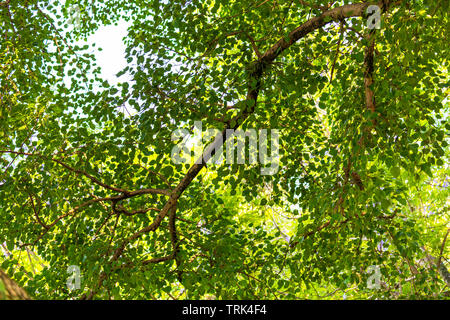 Textur, Neture Pepal Baum Blätter, grüne Blätter Hintergrund. Das heilige Bild wird als eine religiöse Bedeutung in drei große Religionen, die o zu haben Stockfoto