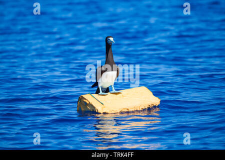 Ein blue footed Booby, Sula nebouxii excisa, auf einem Stück verworfen schwimmende Plastik aus Hawaii. Stockfoto