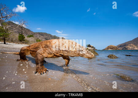 Komodo Drachen, Varanus komodoensis, sind die weltweit größten Eidechsen. Diese enorme Reptile hat venom Drüsen, die mit Toxinen, die geringer belasteten sind b Stockfoto