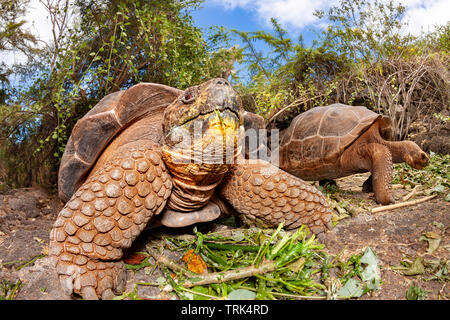 Die Galapagos Schildkröte, Chelonoidis nigra, sind die größten Lebewesen der Schildkröte, die bis zu 880 Pfund wachsen kann und mehr als 6 Fuß in len erreichen. Stockfoto