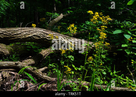 Wildblumen in Illinois Canyon an einem schönen Frühlingstag. Verhungert Rock State Park, Illinois, USA Stockfoto