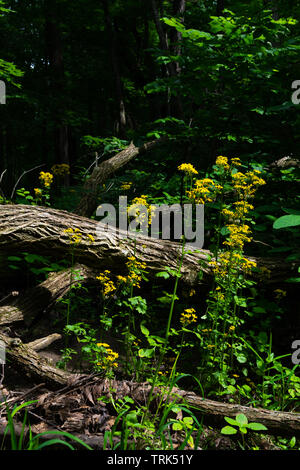 Wildblumen in Illinois Canyon an einem schönen Frühlingstag. Verhungert Rock State Park, Illinois, USA Stockfoto