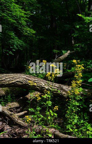 Wildblumen in Illinois Canyon an einem schönen Frühlingstag. Verhungert Rock State Park, Illinois, USA Stockfoto