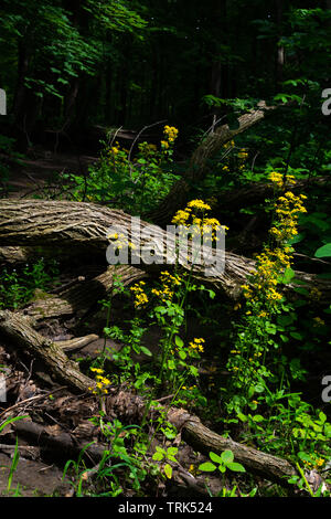 Wildblumen in Illinois Canyon an einem schönen Frühlingstag. Verhungert Rock State Park, Illinois, USA Stockfoto