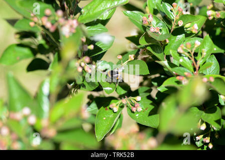 Hummel auf einer grünen Bush an einem hellen Sommertag Stockfoto
