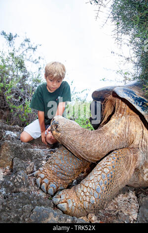 Ein Junge (MR) bekommt einen guten Blick auf die Galapagos Riesenschildkröte, Chelonoidis nigra, auf Santa Cruz Island, Galapagos Archipel, Ecuador. Die GALÁPAGO Stockfoto