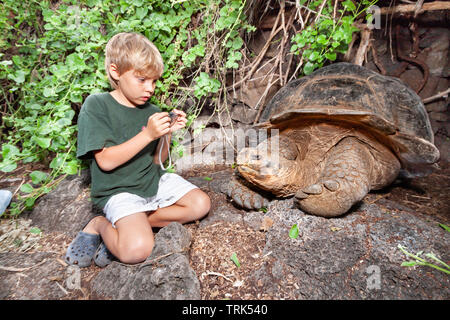 Ein Junge (MR) bekommt einen guten Blick auf die Galapagos Riesenschildkröte, Chelonoidis nigra, auf Santa Cruz Island, Galapagos Archipel, Ecuador. Die GALÁPAGO Stockfoto