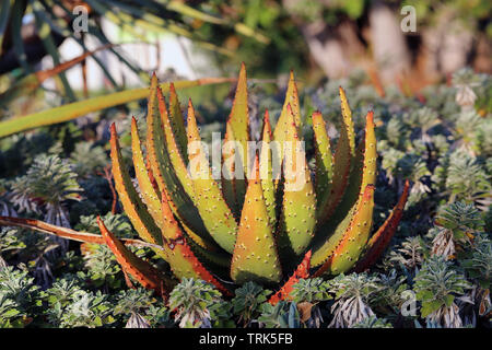 Schöne grüne und rote Pflanze in Funchal, Madeira während ein sonniger Frühlingstag fotografiert.. Es gibt einige Aloe vera und kleinen Kakteen Pflanzen.
