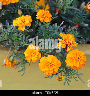 Schöne orange Ringelblume Blumen iorange farbigen Hintergrund. In Funchal, Madeira, Portugal fotografiert. Makro Nahaufnahme Natur in Europa Stockfoto