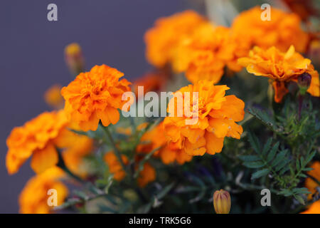 Schöne orange Ringelblume Blumen iorange farbigen Hintergrund. In Funchal, Madeira, Portugal fotografiert. Makro Nahaufnahme Natur in Europa Stockfoto