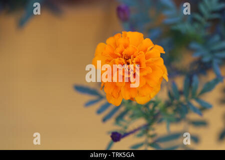 Schöne orange Ringelblume Blumen iorange farbigen Hintergrund. In Funchal, Madeira, Portugal fotografiert. Makro Nahaufnahme Natur in Europa Stockfoto