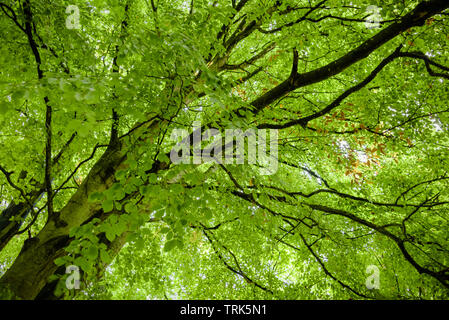 Auf der Suche nach unter einer üppigen Buche (Fagus sylvatica) mit seiner Blätter zurück, die durch die frühe Morgensonne beleuchtet. Stockfoto