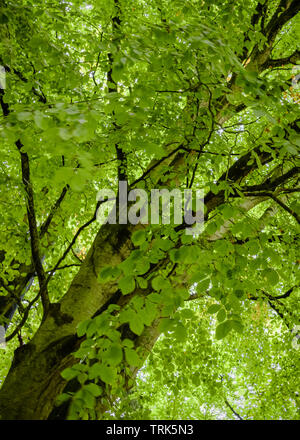 Looking up from beneath a lush beech tree (Fagus sylvatica) with its leaves back lit by the early morning sunshine. Stockfoto