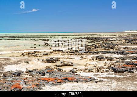 Stromatolithen sind rock Strukturen durch Bakterien im flachen Wasser - Hamelin Pool, Denham, WA, Australien gebildet Stockfoto