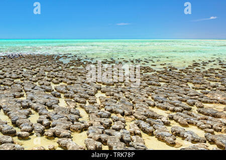 Stromatolithen sind rock Strukturen durch Bakterien im flachen Wasser - Hamelin Pool, Denham, WA, Australien gebildet Stockfoto