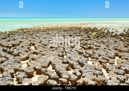 Stromatolithen sind rock Strukturen durch Bakterien im flachen Wasser - Hamelin Pool, Denham, WA, Australien gebildet Stockfoto