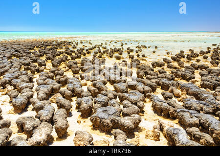 Stromatolithen sind rock Strukturen durch Bakterien im flachen Wasser - Hamelin Pool, Denham, WA, Australien gebildet Stockfoto