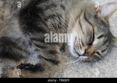 Süße braune Katze schlafen auf grauen Stein. Stockfoto